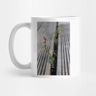 Fern growing through deck Mug